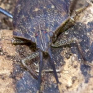 Poecilometis sp. (genus) at Ainslie, ACT - 9 Jun 2018