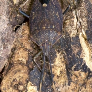 Poecilometis sp. (genus) at Ainslie, ACT - 9 Jun 2018