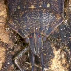 Poecilometis sp. (genus) at Ainslie, ACT - 9 Jun 2018