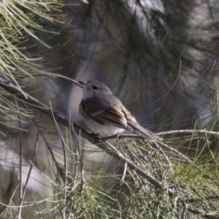 Pachycephala pectoralis (Golden Whistler) at Illilanga & Baroona - 20 Aug 2015 by Illilanga