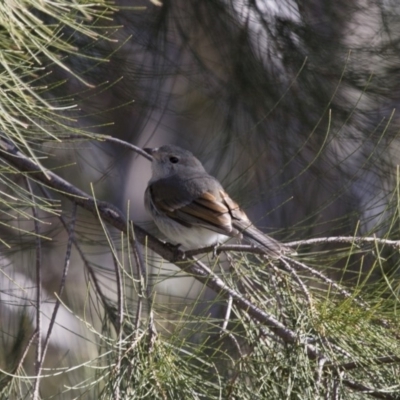 Pachycephala pectoralis (Golden Whistler) at Michelago, NSW - 21 Aug 2015 by Illilanga