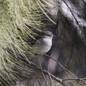 Pachycephala pectoralis at Michelago, NSW - 21 Aug 2015