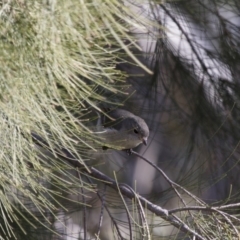 Pachycephala pectoralis at Michelago, NSW - 21 Aug 2015