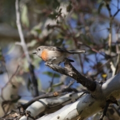 Petroica boodang (Scarlet Robin) at Illilanga & Baroona - 4 Jun 2012 by Illilanga