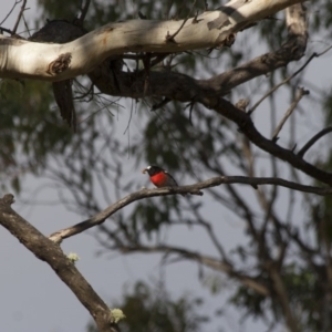 Petroica boodang at Michelago, NSW - 4 Jun 2012