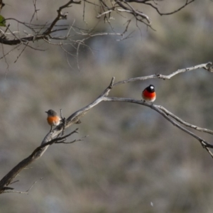 Petroica boodang at Michelago, NSW - 4 Jun 2012