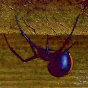 Latrodectus hasselti at Ainslie, ACT - 8 Jun 2018 12:00 AM