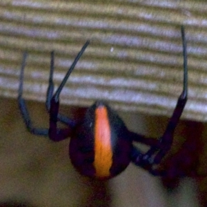 Latrodectus hasselti at Ainslie, ACT - 8 Jun 2018 12:00 AM