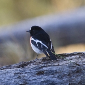 Petroica boodang at Michelago, NSW - 25 Jun 2012