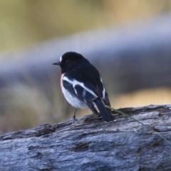 Petroica boodang (Scarlet Robin) at Illilanga & Baroona - 25 Jun 2012 by Illilanga