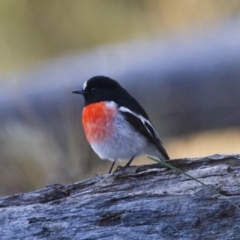 Petroica boodang at Michelago, NSW - 25 Jun 2012