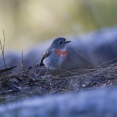 Petroica boodang at Michelago, NSW - 25 Jun 2012