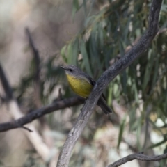 Eopsaltria australis (Eastern Yellow Robin) at Michelago, NSW - 11 Feb 2018 by Illilanga