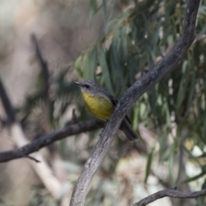 Eopsaltria australis at Michelago, NSW - 11 Feb 2018