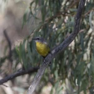 Eopsaltria australis at Michelago, NSW - 11 Feb 2018