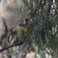 Eopsaltria australis at Michelago, NSW - 11 Feb 2018