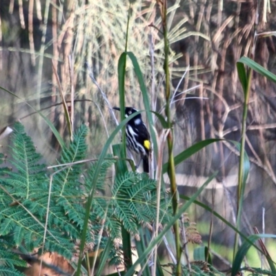 Phylidonyris novaehollandiae (New Holland Honeyeater) at Mogareeka, NSW - 22 May 2018 by RossMannell