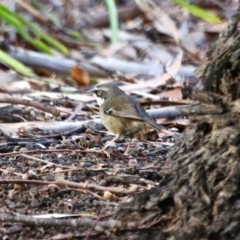 Sericornis frontalis (White-browed Scrubwren) at Nelson Beach - 23 May 2018 by RossMannell