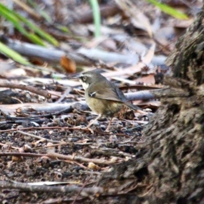 Sericornis frontalis (White-browed Scrubwren) at Mogareeka, NSW - 22 May 2018 by RossMannell