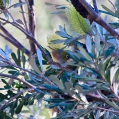 Zosterops lateralis (Silvereye) at Mogareeka, NSW - 23 May 2018 by RossMannell