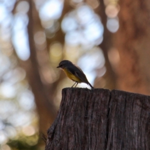 Eopsaltria australis at Mogareeka, NSW - 23 May 2018