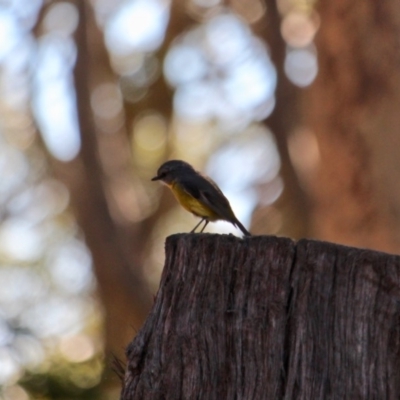 Eopsaltria australis (Eastern Yellow Robin) at Mogareeka, NSW - 23 May 2018 by RossMannell