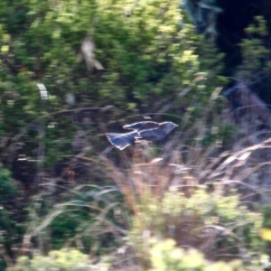 Colluricincla harmonica at Mogareeka, NSW - 23 May 2018 11:12 AM