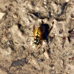 Vespula germanica (European Wasp, German Yellowjacket Wasp) at Nelson Beach - 23 May 2018 by RossMannell