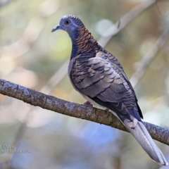 Geopelia humeralis (Bar-shouldered Dove) at Ulladulla - Warden Head Bushcare - 9 Nov 2016 by Charles Dove