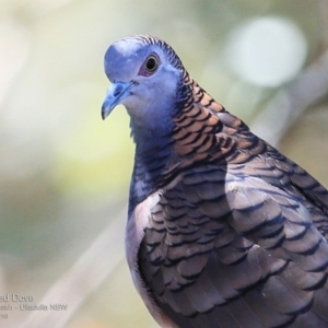 Geopelia humeralis at Ulladulla - Warden Head Bushcare - 10 Nov 2016