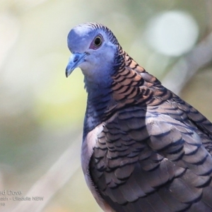 Geopelia humeralis at Ulladulla - Warden Head Bushcare - 10 Nov 2016 12:00 AM