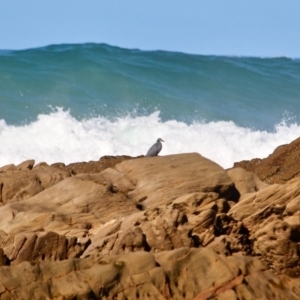 Egretta sacra at Nelson, NSW - 23 May 2018