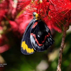 Delias nigrina at Hazel Rowbotham Reserve Walking Track - 9 Nov 2016