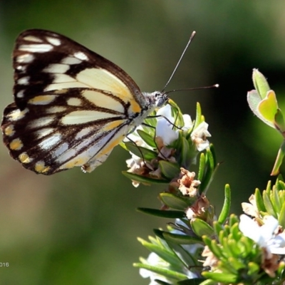 Belenois java (Caper White) at Undefined - 7 Nov 2016 by Charles Dove