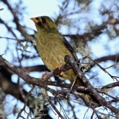 Manorina melanophrys (Bell Miner) at Mogareeka, NSW - 23 May 2018 by RossMannell