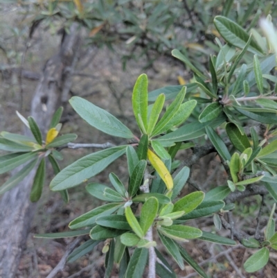 Pyracantha angustifolia (Firethorn, Orange Firethorn) at Mount Ainslie - 11 Jun 2018 by WalterEgo