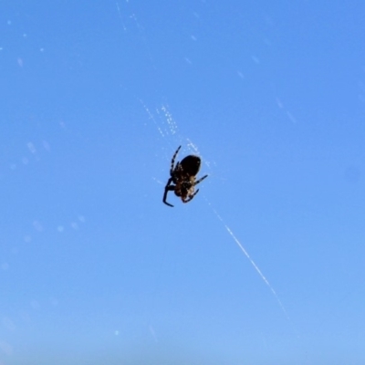 Unidentified Orb-weaving spider (several families) at Nelson Beach - 23 May 2018 by RossMannell