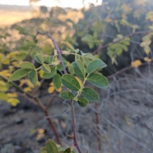 Rosa sp. at Majura, ACT - 11 Jun 2018 03:25 PM