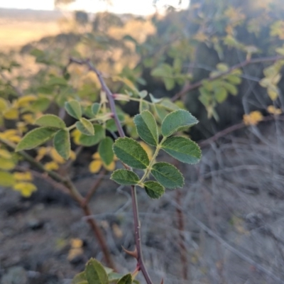 Rosa sp. (A Wild Rose) at Mount Ainslie - 11 Jun 2018 by WalterEgo