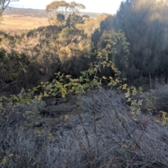 Rosa sp. at Majura, ACT - 11 Jun 2018