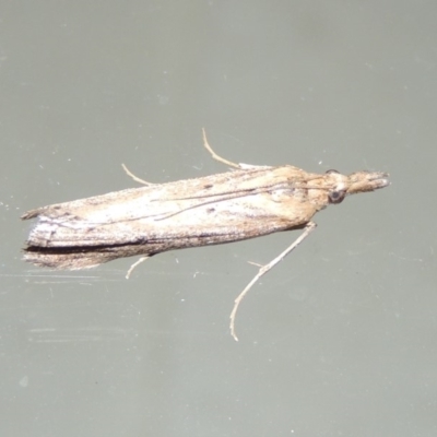 Faveria tritalis (Couchgrass Webworm) at Pollinator-friendly garden Conder - 23 Mar 2018 by michaelb