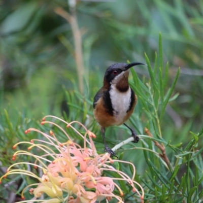 Acanthorhynchus tenuirostris (Eastern Spinebill) at Tathra, NSW - 30 May 2018 by RossMannell