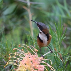 Acanthorhynchus tenuirostris at Tathra, NSW - 30 May 2018