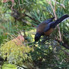 Acanthorhynchus tenuirostris at Tathra, NSW - 30 May 2018