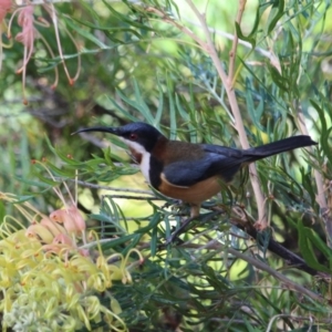 Acanthorhynchus tenuirostris at Tathra, NSW - 30 May 2018