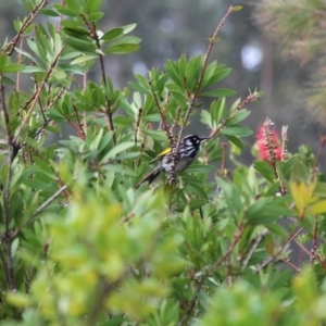 Phylidonyris novaehollandiae at Tathra, NSW - 28 May 2018 02:44 PM