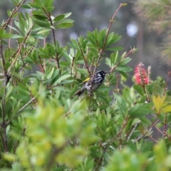 Phylidonyris novaehollandiae (New Holland Honeyeater) at Tathra, NSW - 28 May 2018 by RossMannell
