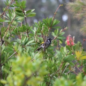 Phylidonyris novaehollandiae at Tathra, NSW - 28 May 2018 02:44 PM