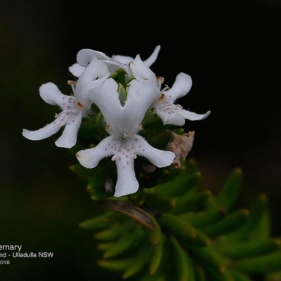 Westringia fruticosa (Native Rosemary) at South Pacific Heathland Reserve - 9 Nov 2016 by Charles Dove