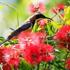 Acanthorhynchus tenuirostris (Eastern Spinebill) at Hazel Rowbotham Reserve Walking Track - 8 Nov 2016 by CharlesDove